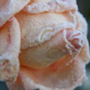 Meet your Posher, Destiny